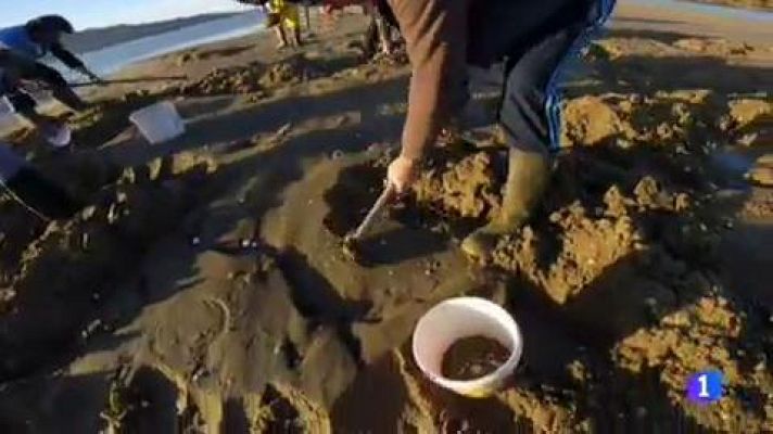 En las playas coruñesas de Outes los vecinos cavan para capturar un pez escurridizo