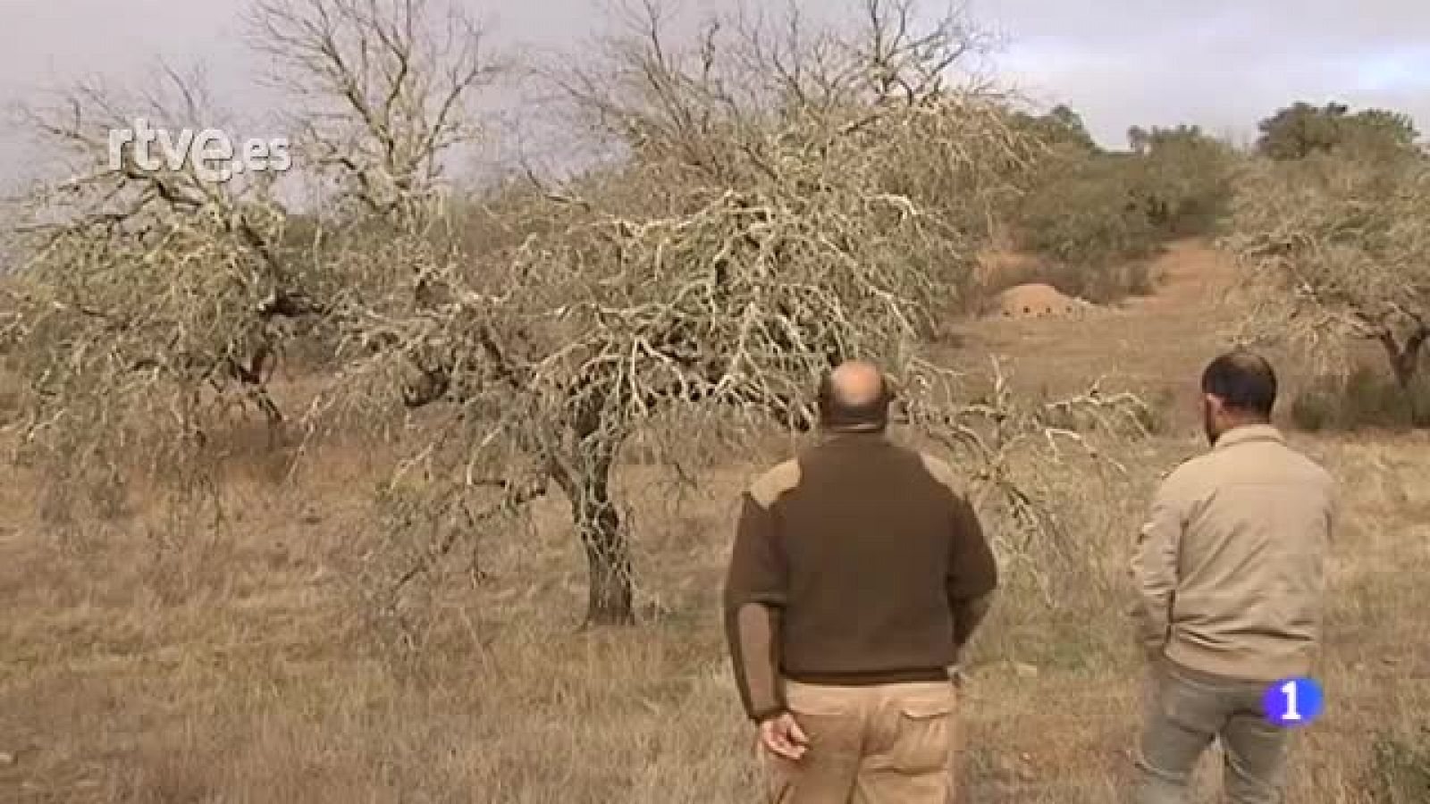 Sin programa: "La Seca:" La enfermedad que acaba con la Dehesa | RTVE Play