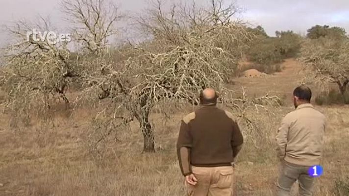 "La Seca:" La enfermedad que acaba con la Dehesa