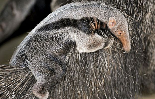 Primer oso en nacer en cautividad