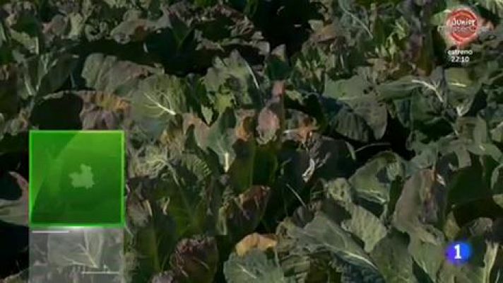 Aquí la Tierra - Verduras de la huerta de invierno