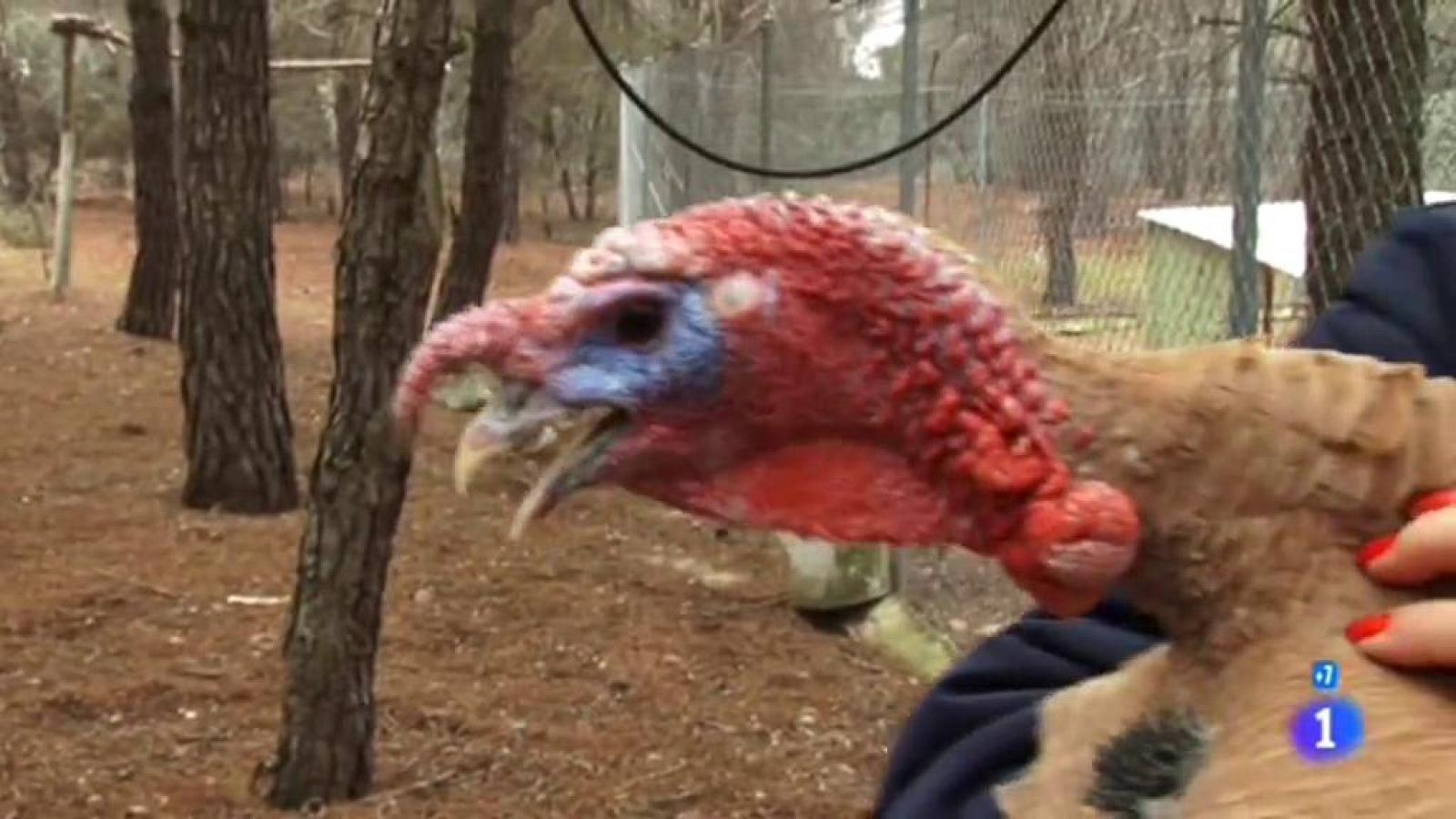 Comando Actualidad: Tiempo de gastar - Cada vez más pavos  | RTVE Play