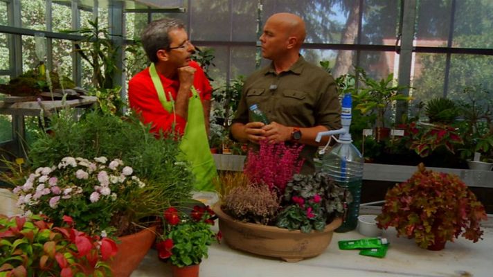 Aquí la Tierra - Plantas y color en invierno