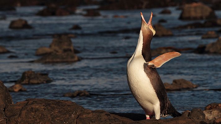 Grandes documentales - El gran Pacífico: Apasionado
