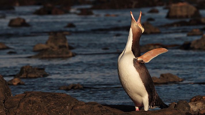 Grandes documentales - El gran Pacífico: Apasionado