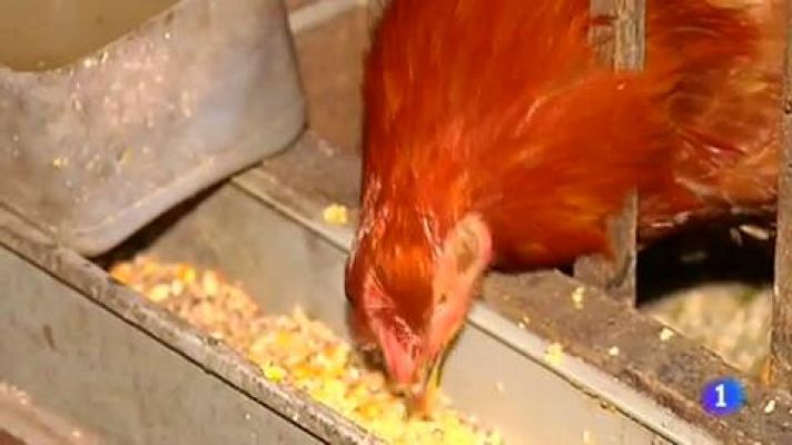 Telediario 1 - En Vilalba celebran la navidad disfrutando de la primera Denominación de Origen del Capón