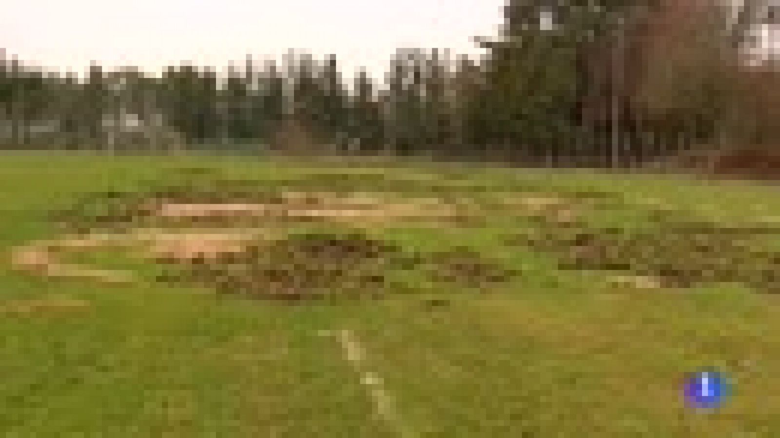 El Cazás gallego, sin césped por culpa de los jabalíes | Ver