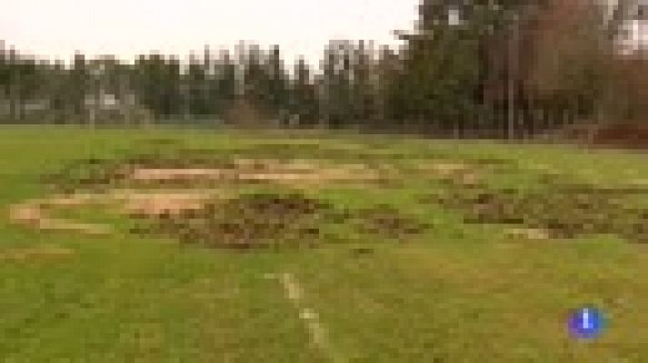 Telediario 1 - El Cazás gallego, sin césped por culpa de los jabalíes