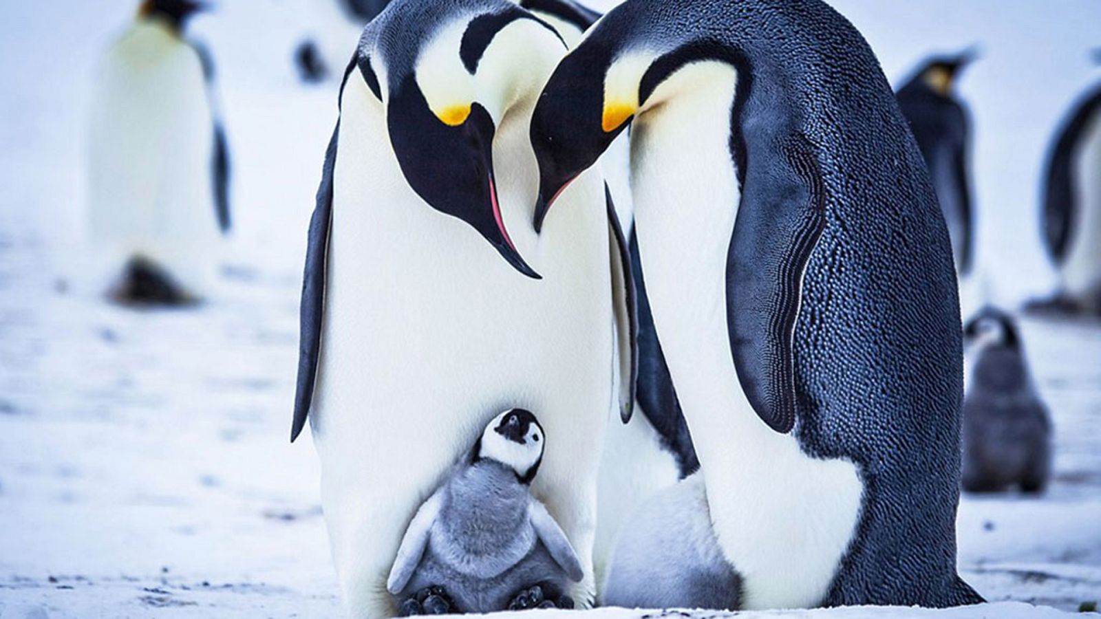 Grandes documentales - Historia de un pingüino - ver ahora