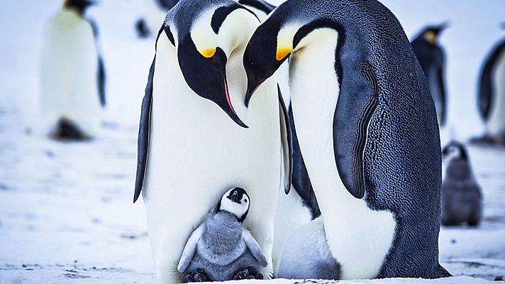 Grandes documentales - Historia de un pingüino