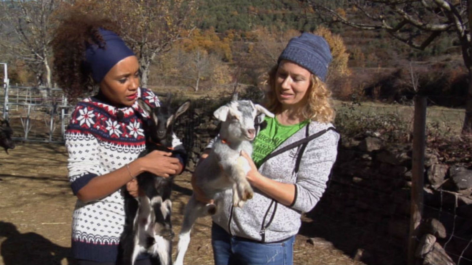 Cabra pirenaica, en peligro de extinción