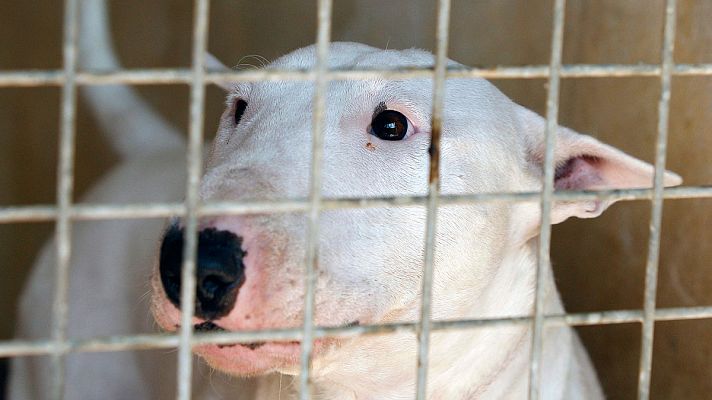 Los perros que arrancaron las orejas a un niño en El Molar no estaban registrados