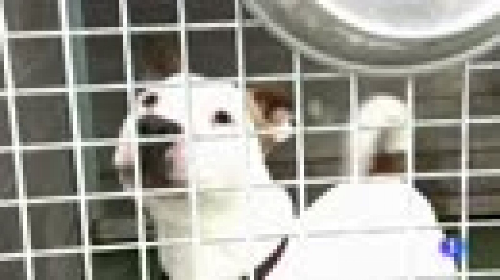 Normativa en España para las razas de perro peligrosas