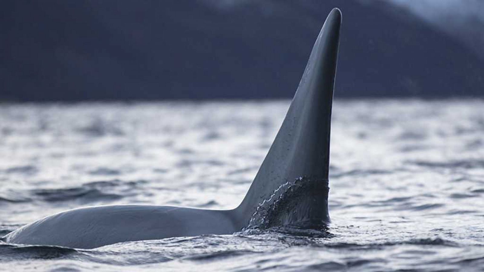 Grandes documentales - La guerra de las ballenas: las orcas atacan - RTVE.es