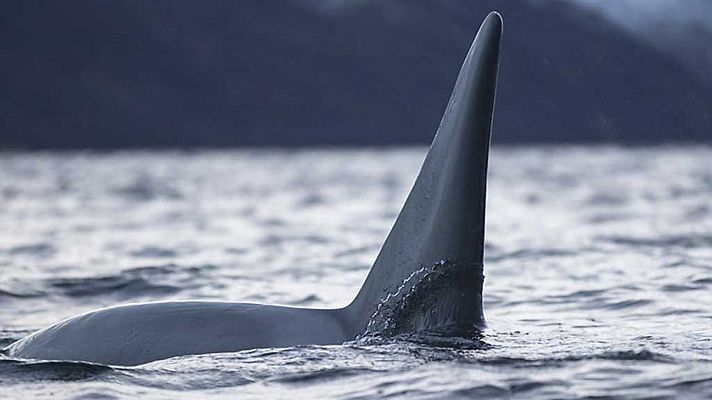 La guerra de las ballenas: las orcas atacan