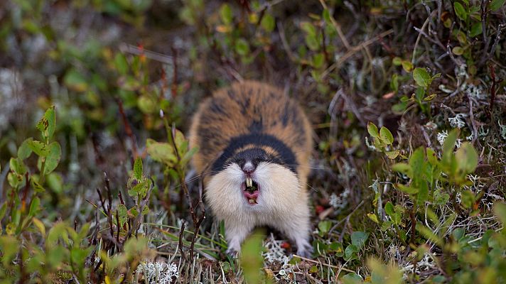 Lemming, el pequeño gigante del norte