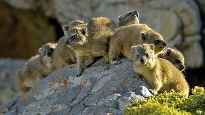 Grandes documentales - El damán roquero: Un auténtico superviviente