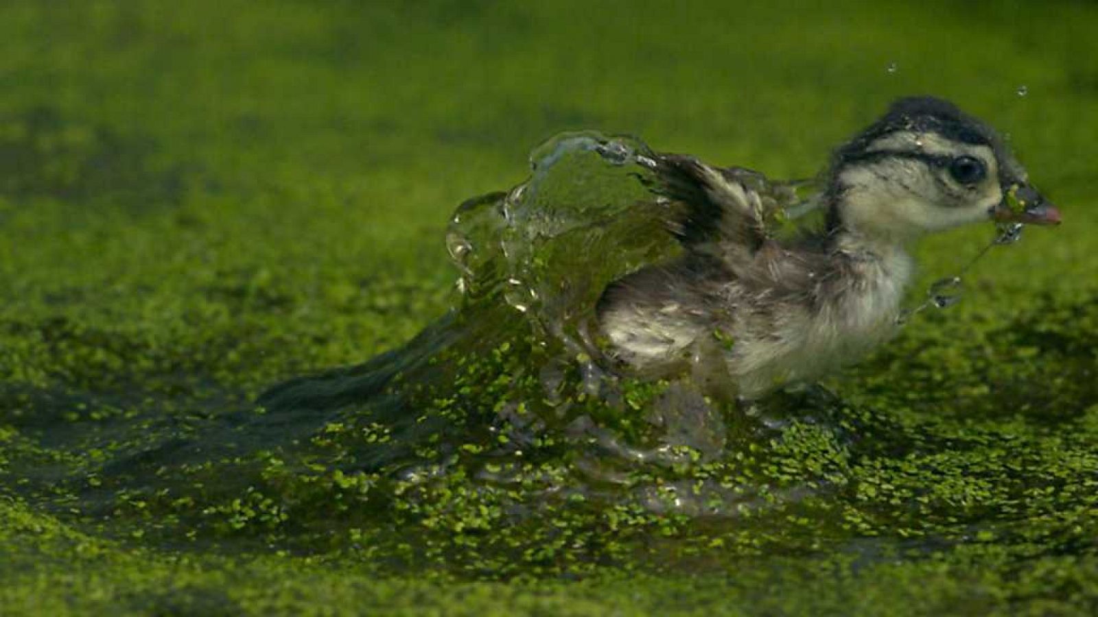 Grandes documentales - Animales de altura: Desafiar la gravedad - RTVE.es