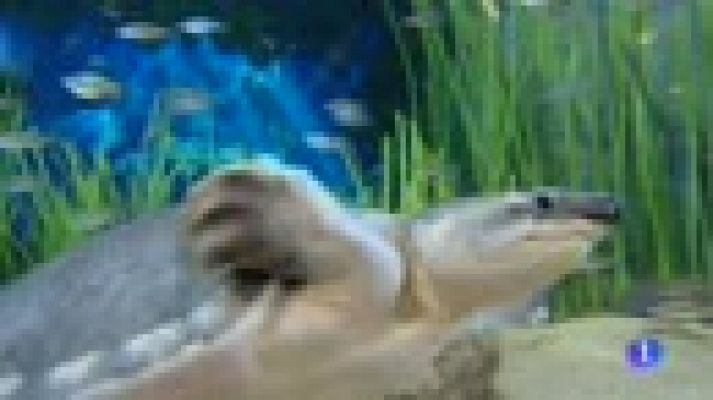 Telediario 1 - "Poema del Mar": Especies únicas para un acuario de estreno en Gran Canaria