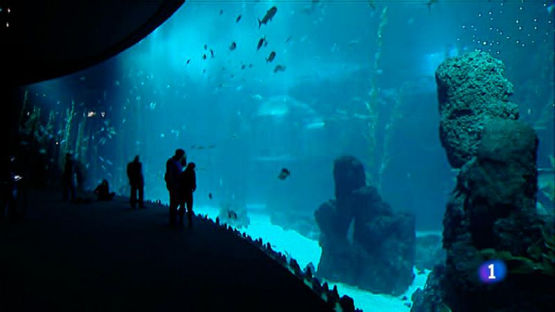 "Poema del Mar": Especies únicas para un acuario de estreno en Gran Canaria