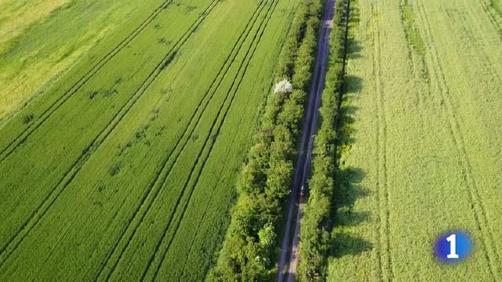 'Seguridad Vital' - Operación Plaza Roja de Miquel Silvestre | Ver