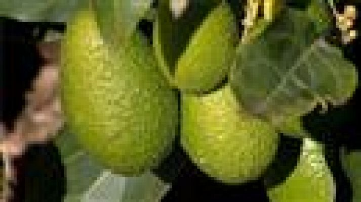 Telecanarias - Telecanarias - 10/01/2018