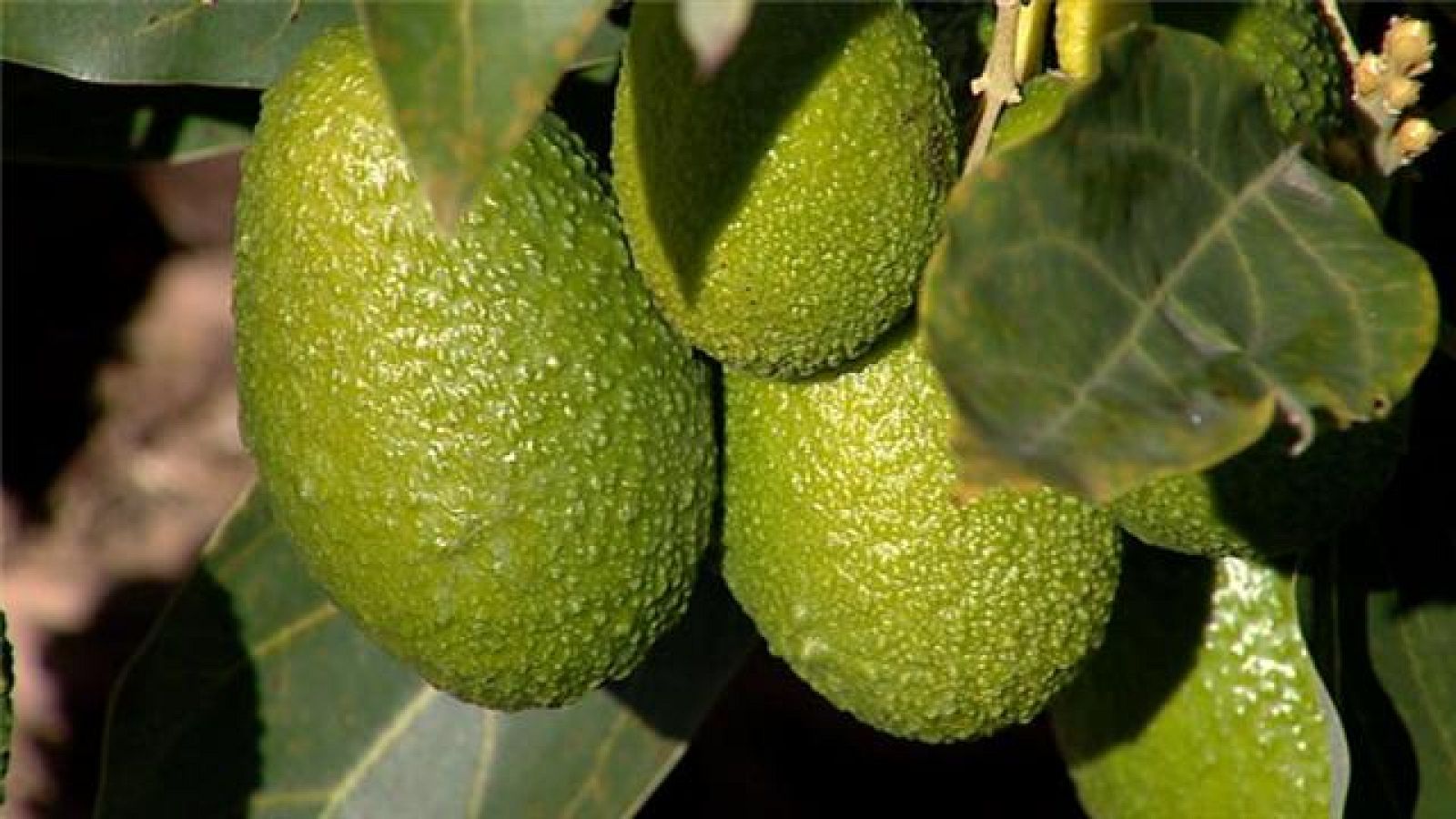  Telecanarias - 10/01/2018