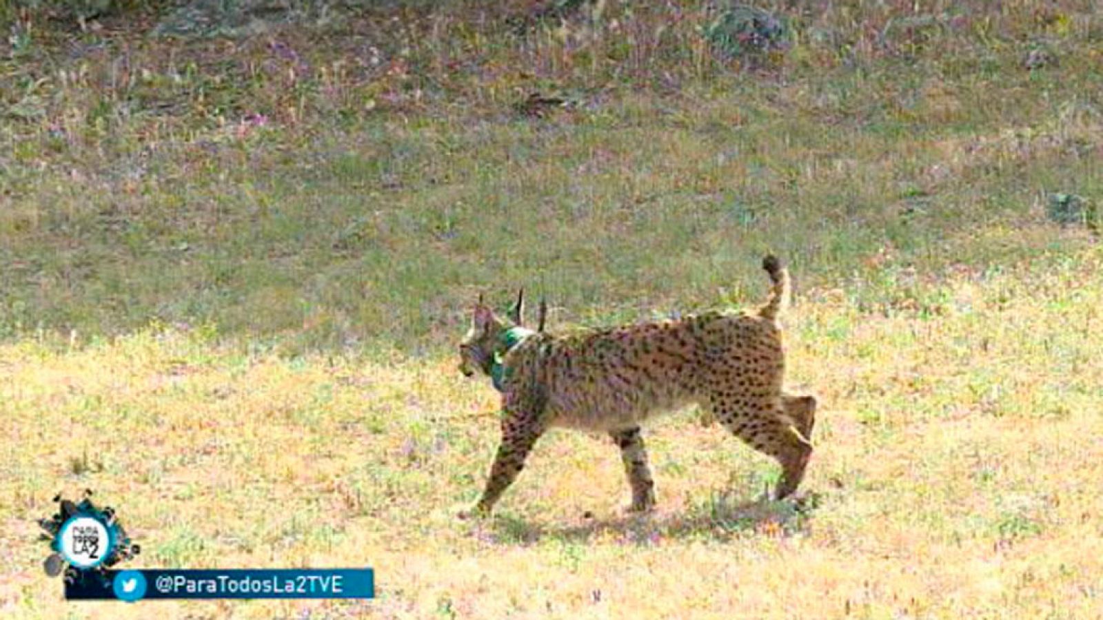 Para todos La 2: La reintroducción del lince en la península ibérica | RTVE Play