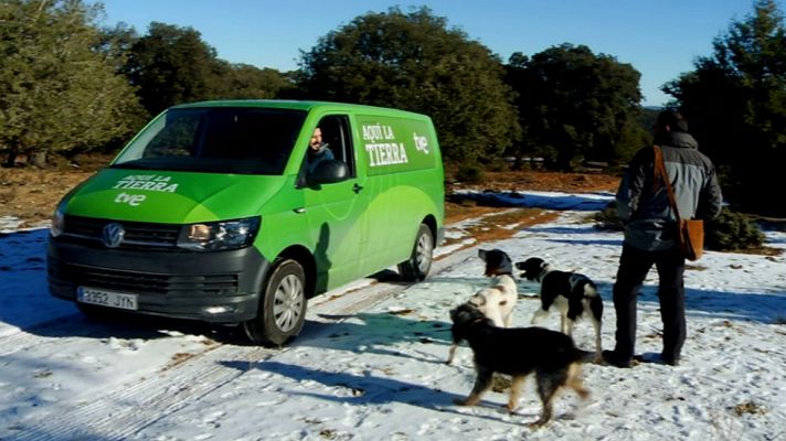 Aquí la Tierra - A la caza de la trufa de invierno