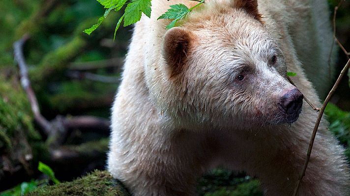 Grandes documentales - Canadá salvaje: La frontera eterna