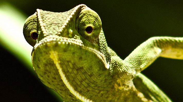 Velocidad asesina: La selva