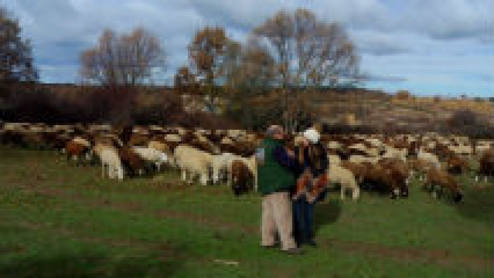 Con Un Cencerro De Oveja En El Campo En El Sur De España Fotos, retratos,  imágenes y fotografía de archivo libres de derecho. Image 39031536