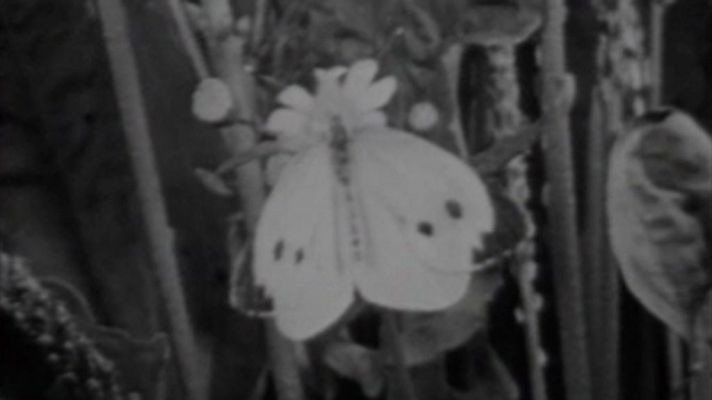 Historia de una mariposa