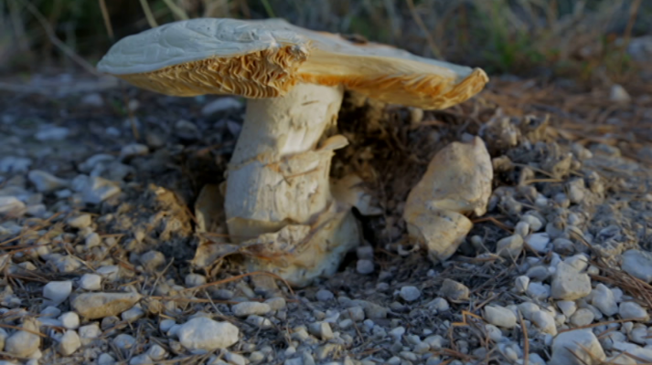 El señor de los bosques - Esther Arroyo