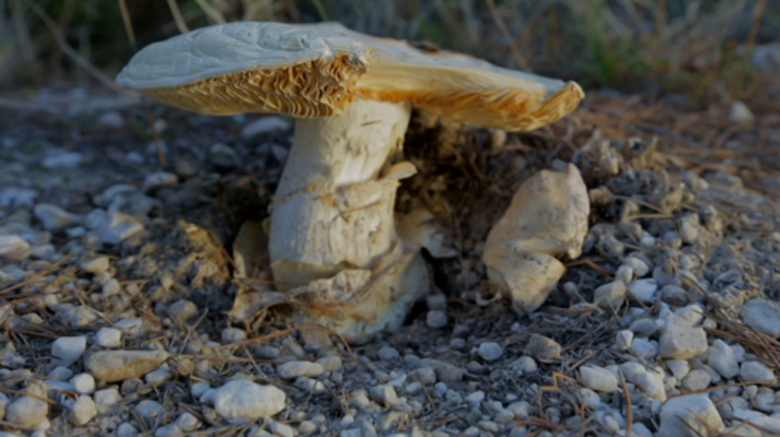 El señor de los bosques - Esther Arroyo