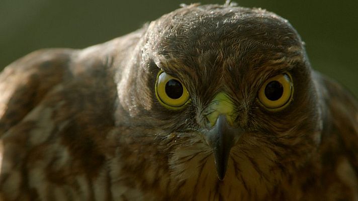 Grandes documentales - Animales de altura: Los amos del cielo