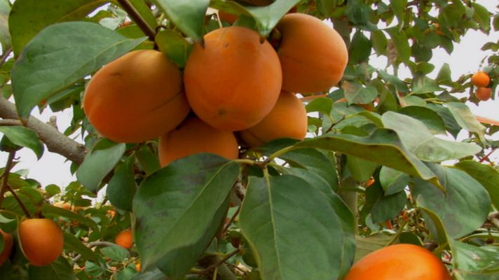 Aquí la Tierra - Una fruta con un sol dentro