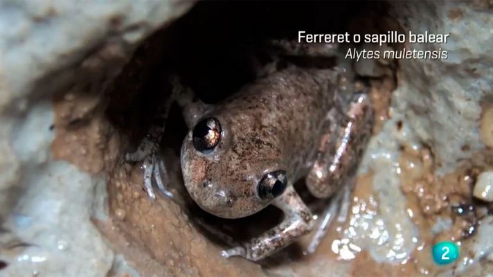 El ferreret, uno de los anfibios más pequeños del mundo