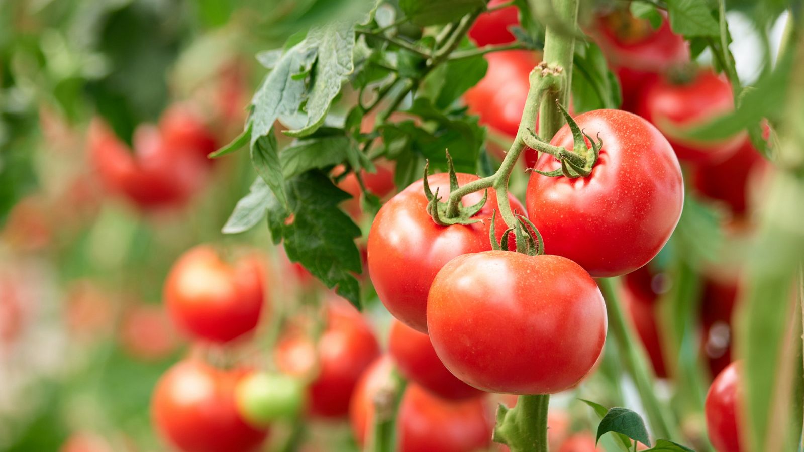 Otros documentales - Comida al descubierto: Tomates prebióticos y gelatina - RTVE.es