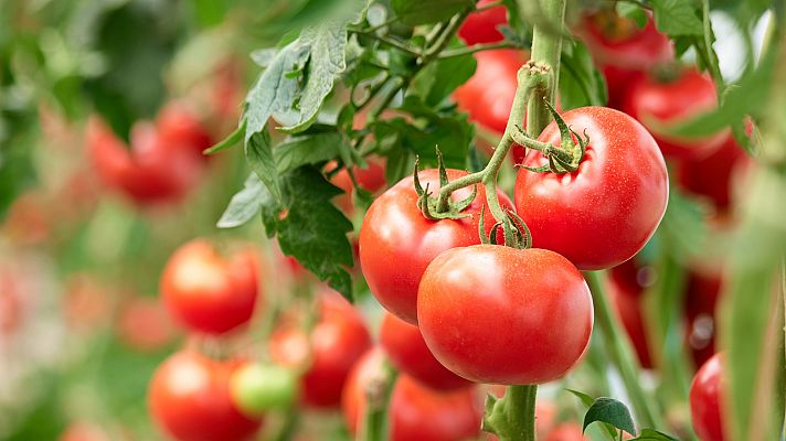 Comida al descubierto: Tomates prebióticos y gelatina