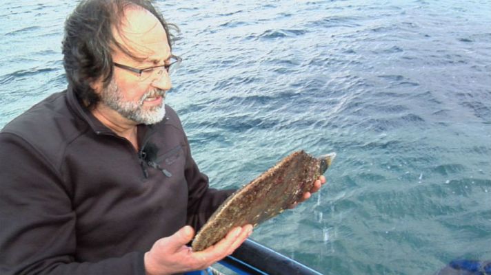 Aquí la Tierra - Salvar a las nacras