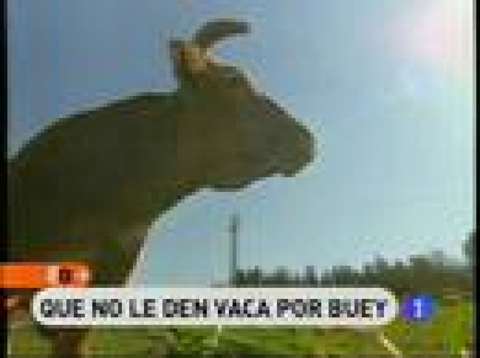 La mayoría de las veces que estamos comiendo buey, o pensamos estar comiendo buey, realmente es carne de vaca. Eso no significa que sea malo, es diferente. En Lugo entendemos cómo se hace un lomo de vaca digno de los paladares más exquisitos. Para más información llame a Carbuga al
913 410 148.