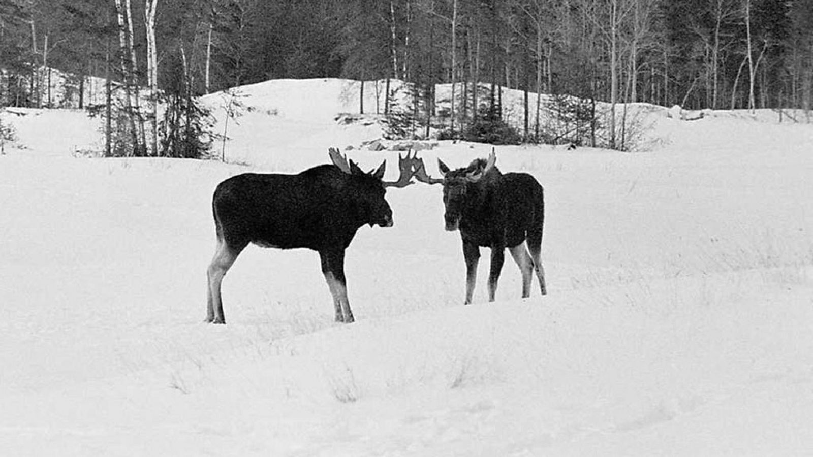 Grandes documentales - Un paraíso invernal - RTVE.es