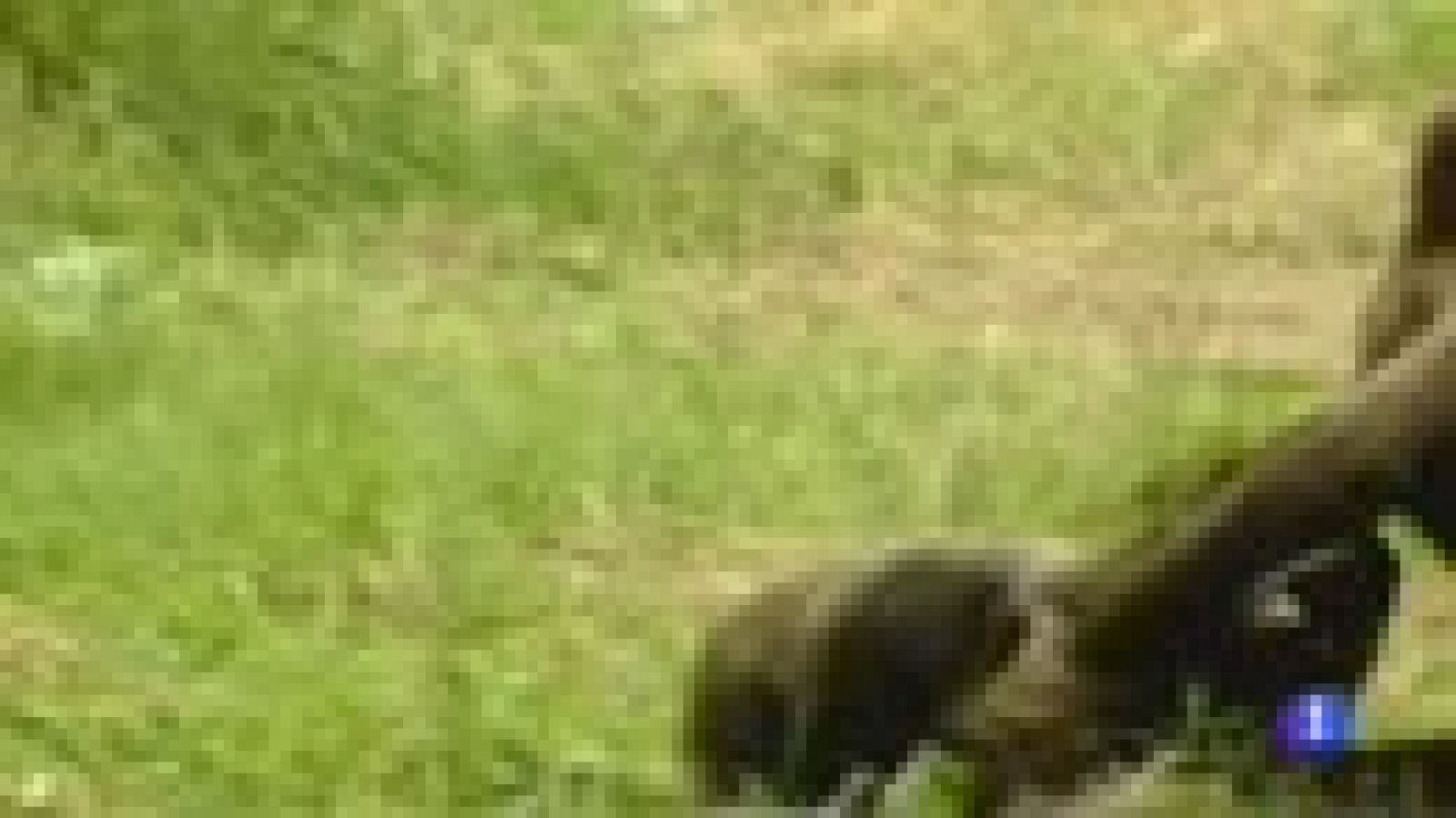 Telediario 1: Muere la osa Tola, símbolo de la recuperación del oso pardo en España | RTVE Play