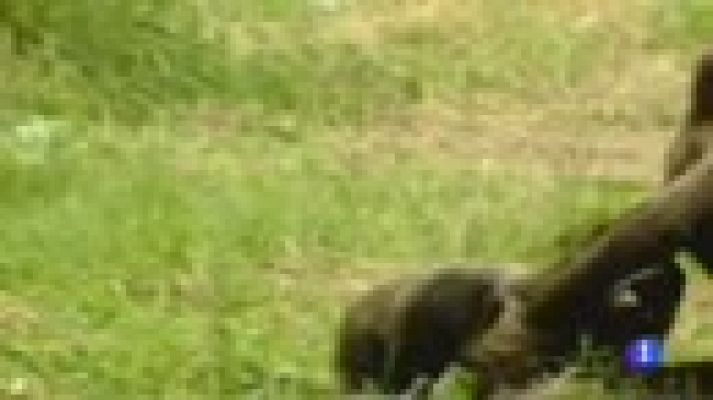Telediario 1 - Muere la osa Tola, símbolo de la recuperación del oso pardo en España