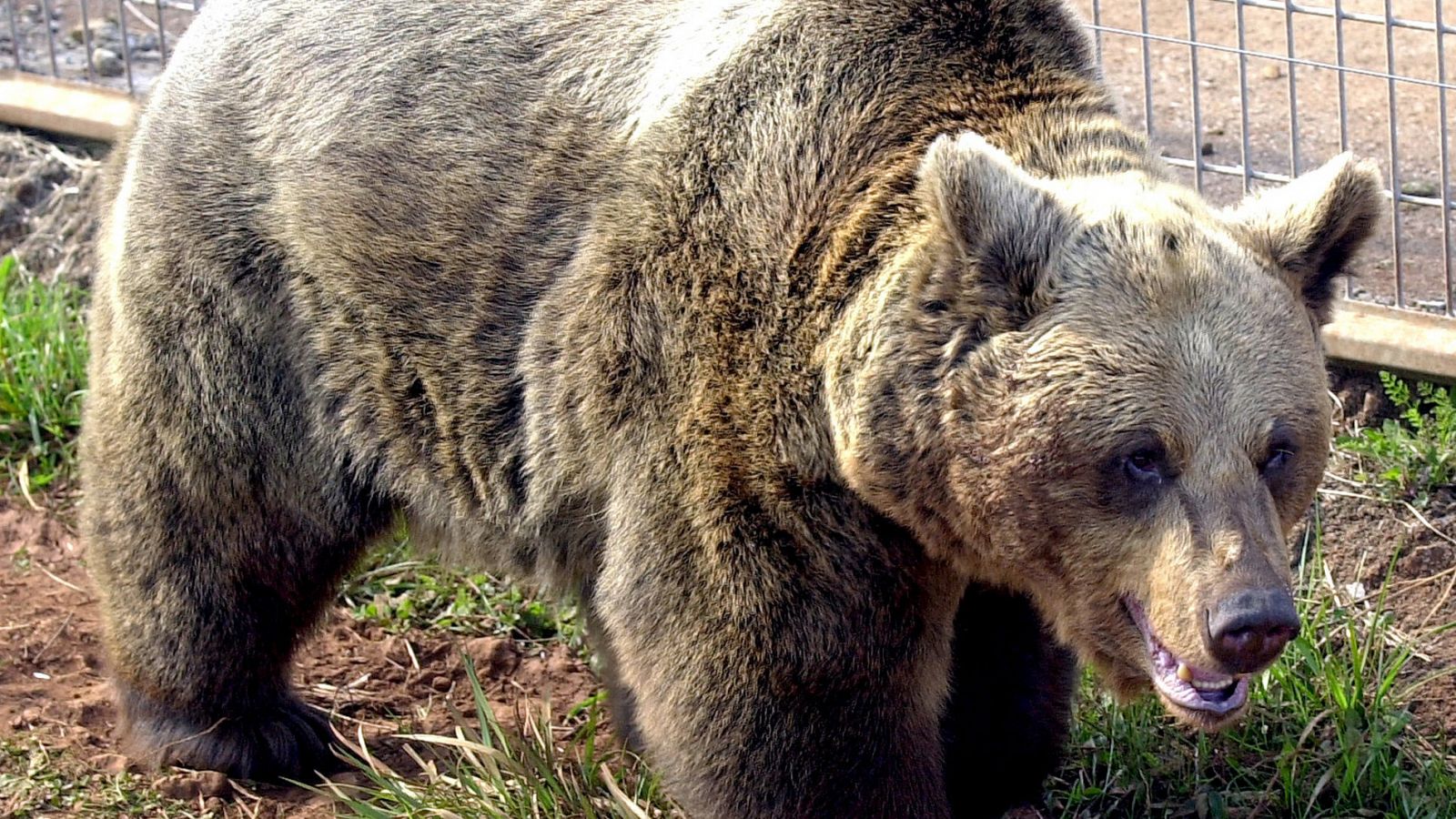 Muere la osa Tola, símbolo de la recuperación del oso pardo en España
