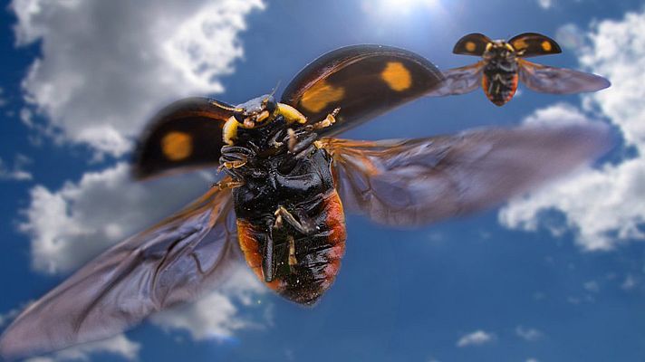 Grandes documentales - Animales de altura: Cielos abarrotados