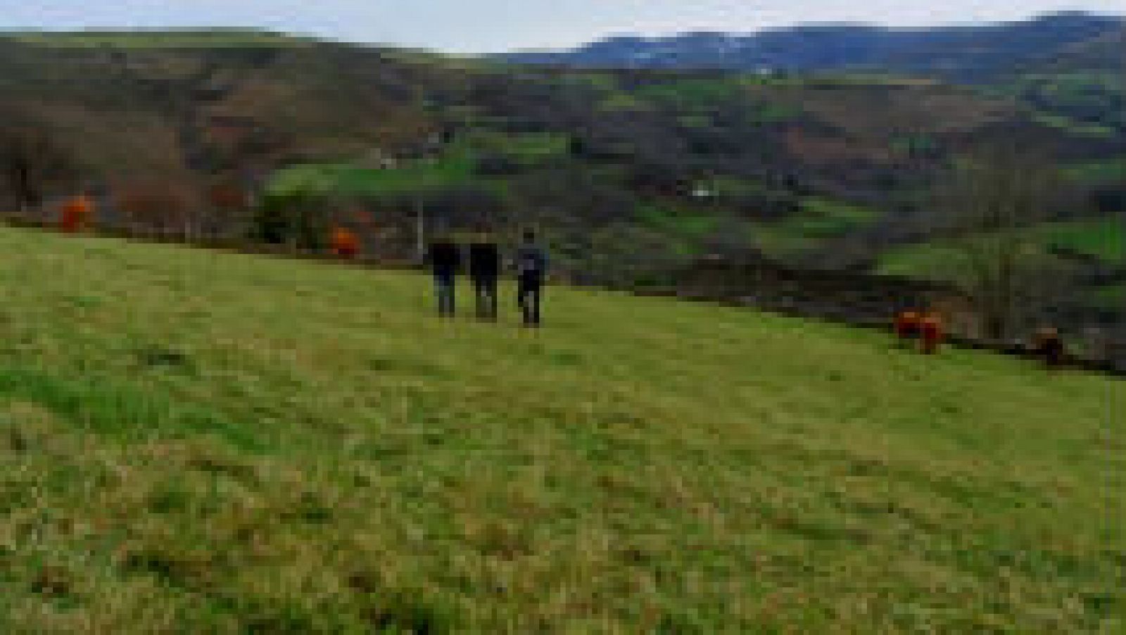 Un queso pasiego tradicional y ecológico