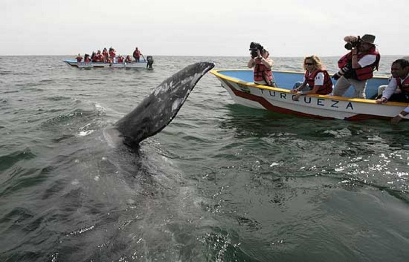 Las ballenas amenazadas por el cambio climático y el narcotráfico