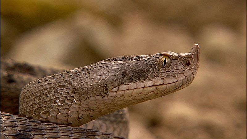 ¡Qué animal! - La víbora hocicuda inspiró la leyenda del Alicante